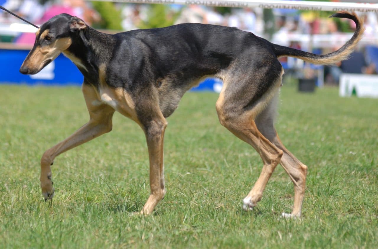 Galgo Polaco (Chart Polski)