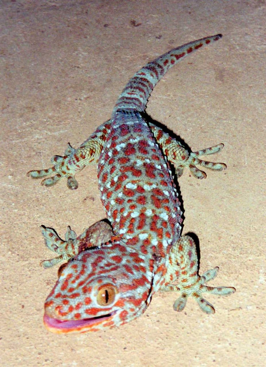 Gecko Tokay