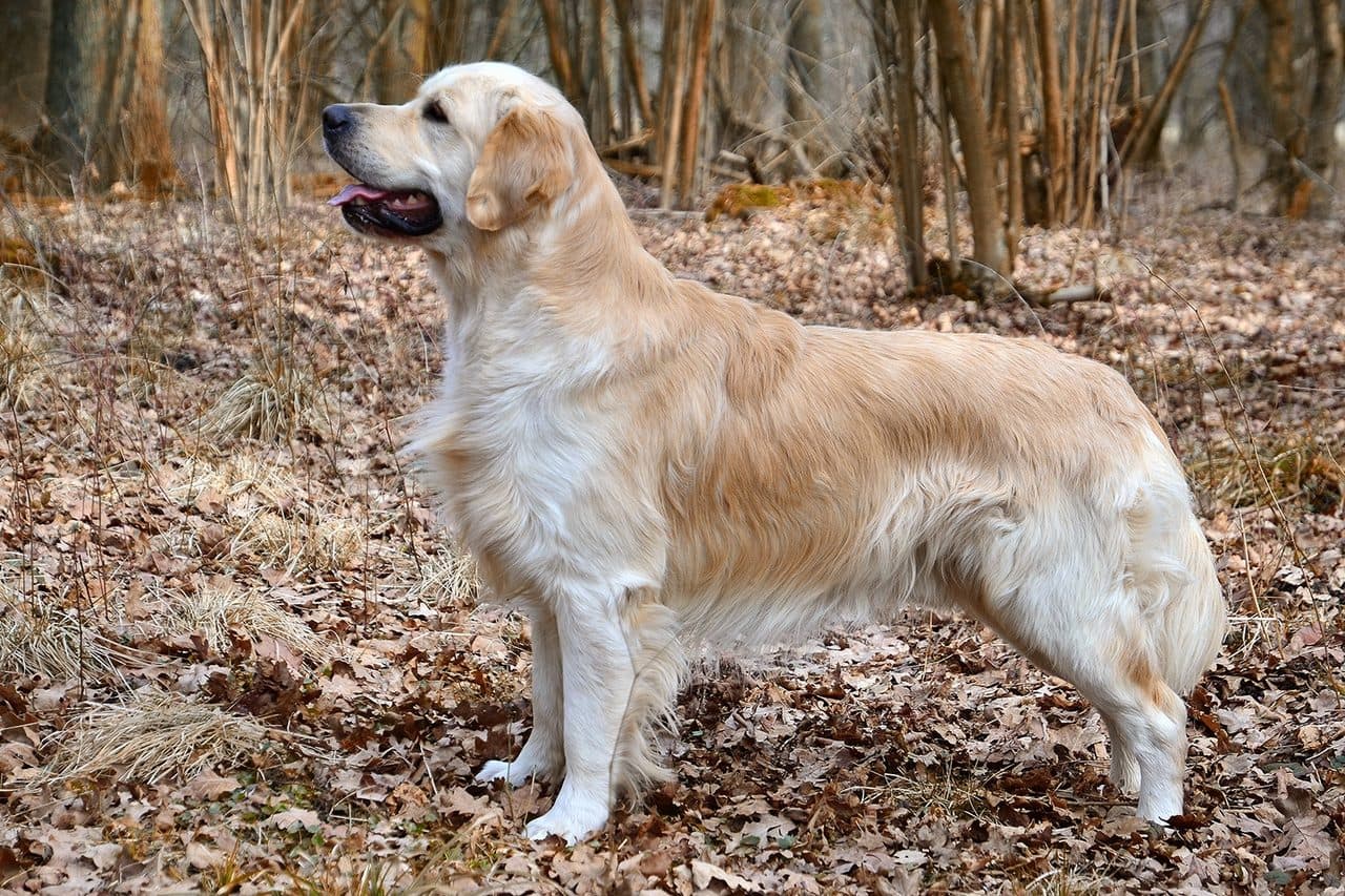 Golden retriever adulto