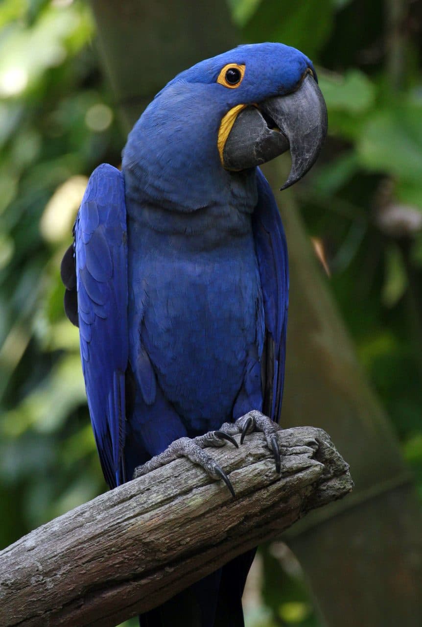 Guacamayo Jacinto