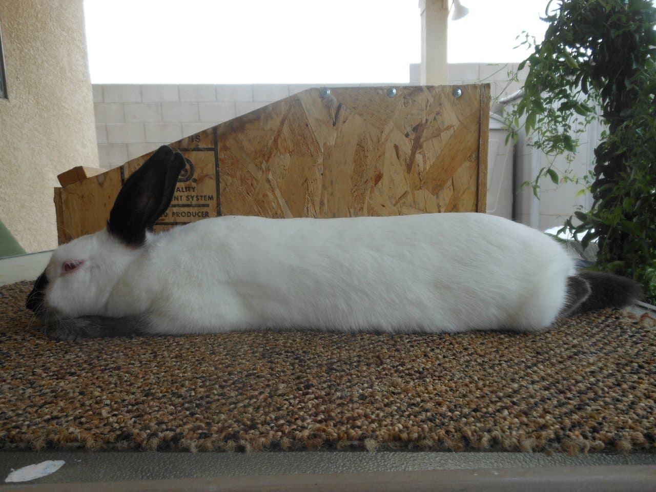 Himalayo (Himalayan)