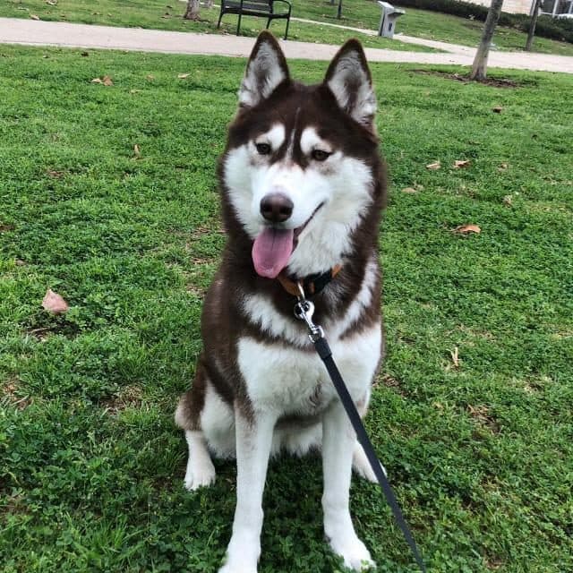 Husky siberiano adulto