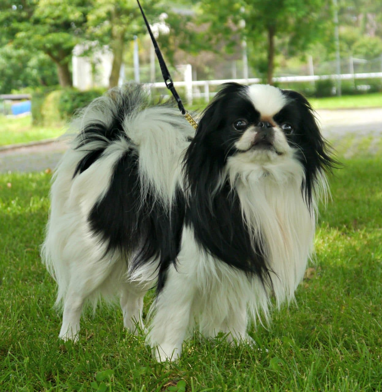 Japanese Chin (Chin Japonés)