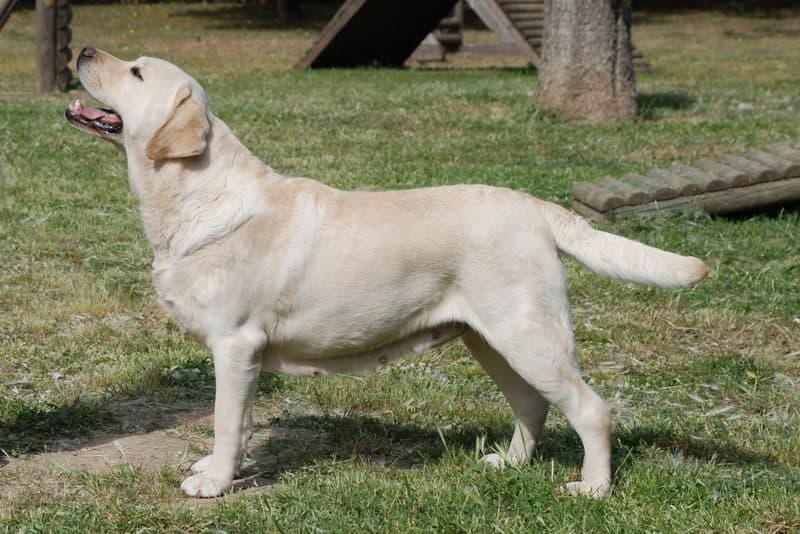 Labrador retriever amarillo en campo
