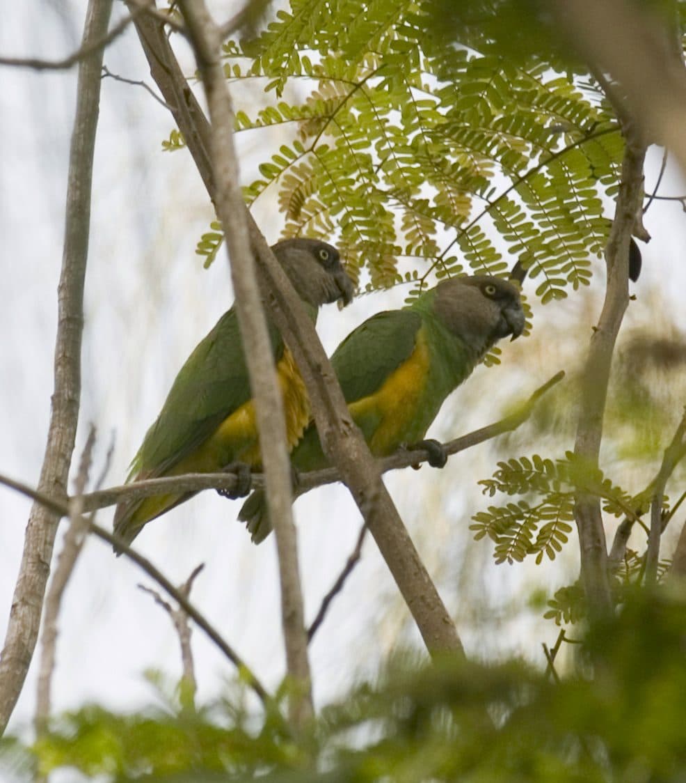 Loro Senegalés