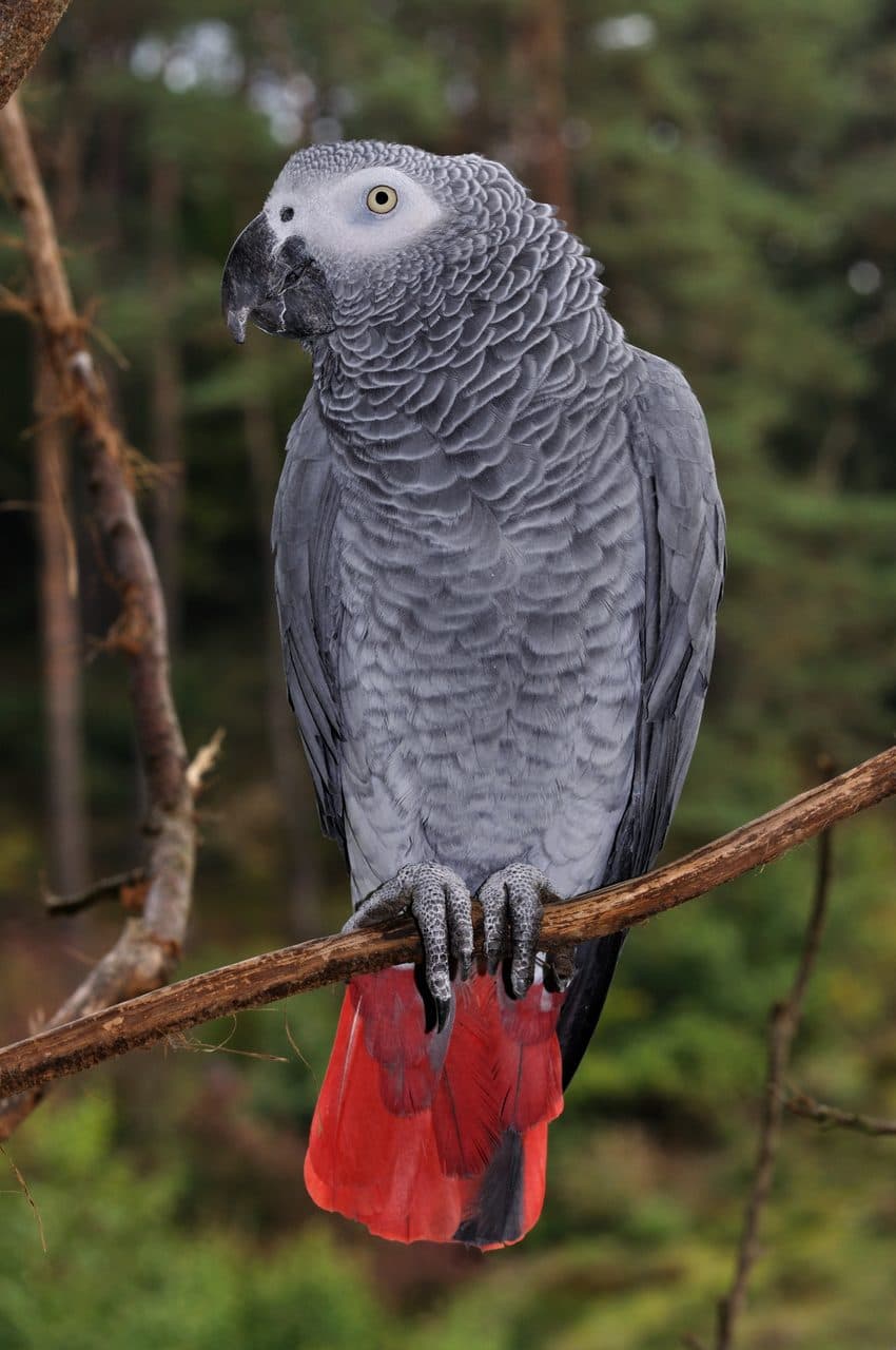 Loro Yaco (African Grey)