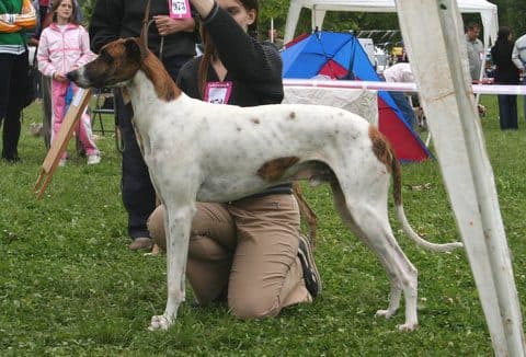 Galgo Húngaro (Magyar Agár)