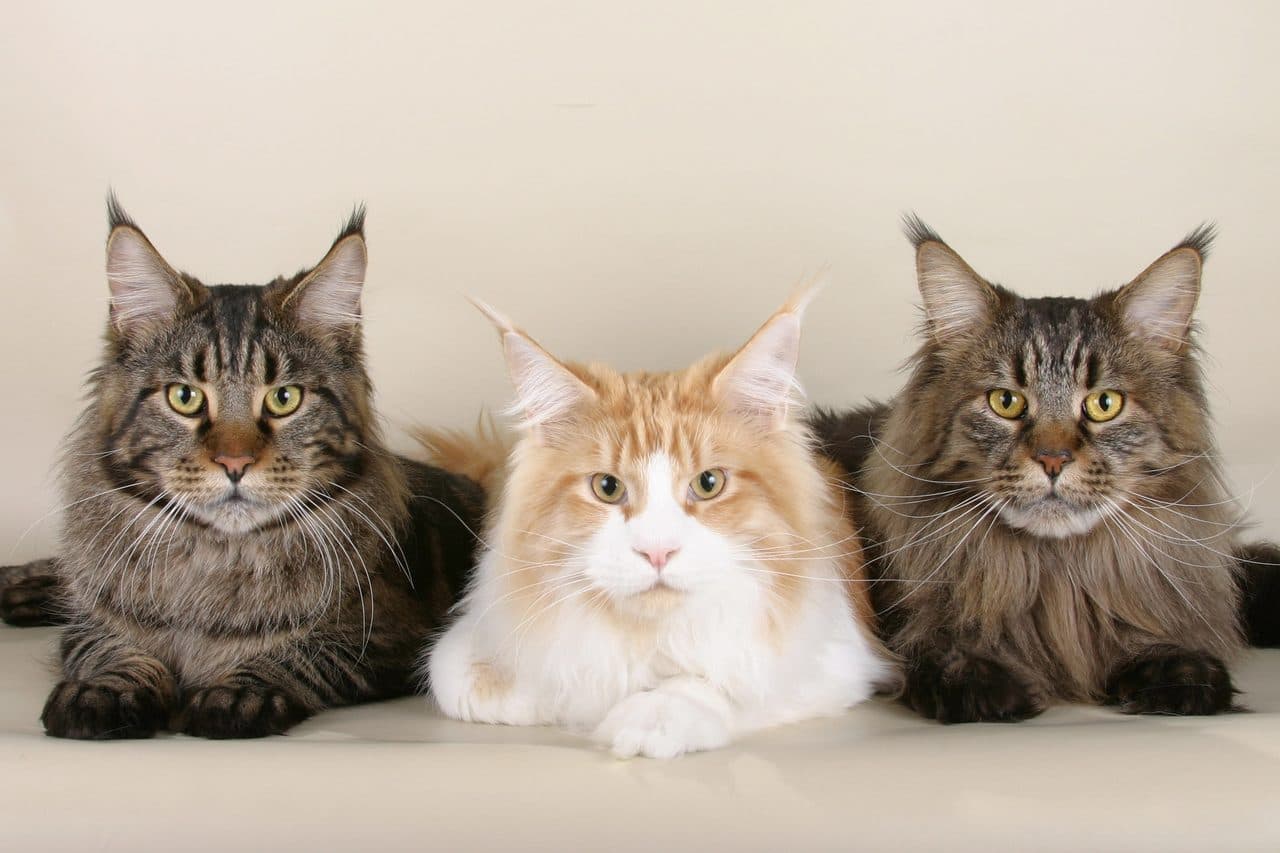 Maine Coon adulto