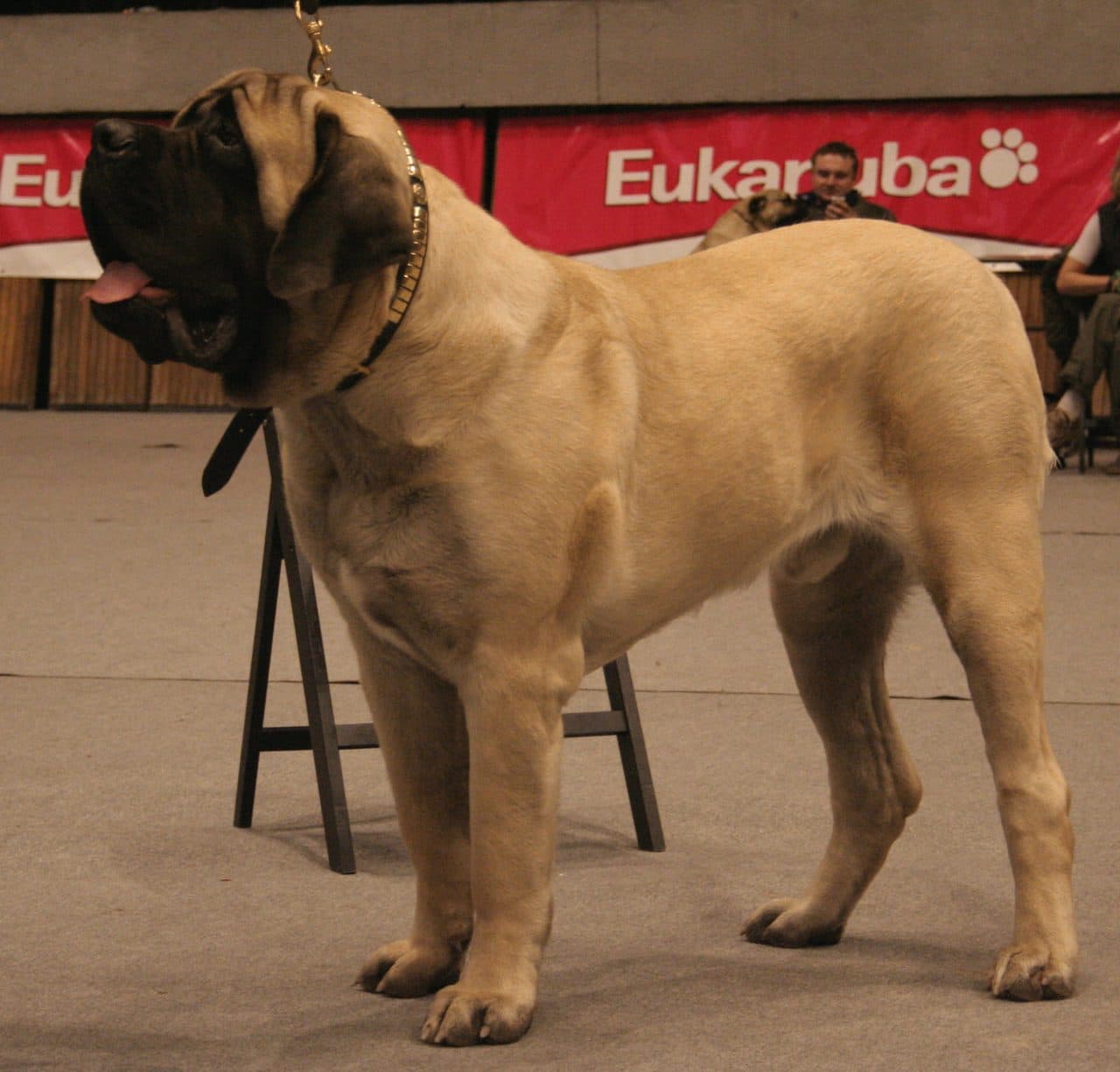 Mastiff Inglés