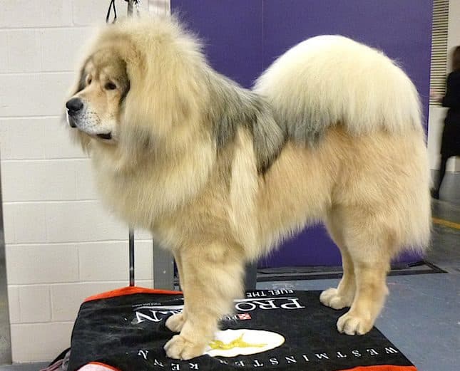 Mastín Tibetano