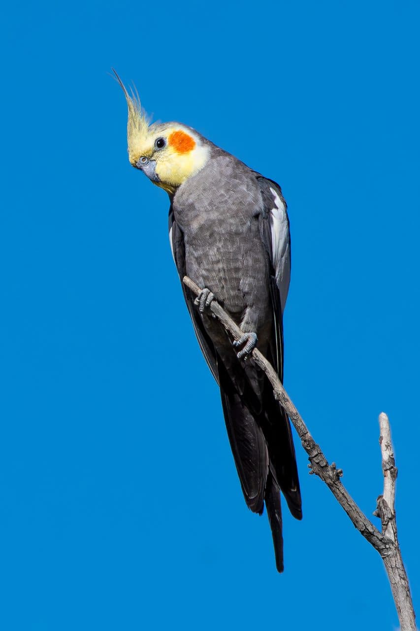 Ninfa (Cockatiel)