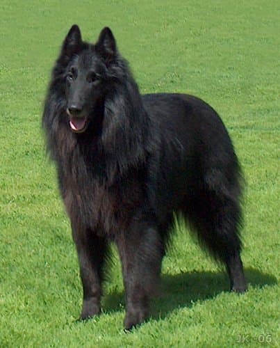 Pastor Belga Groenendael