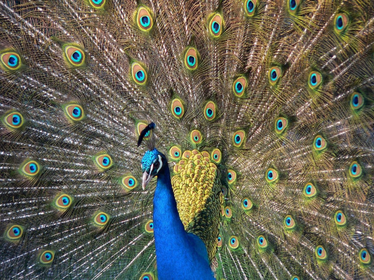 Pavo Real Común