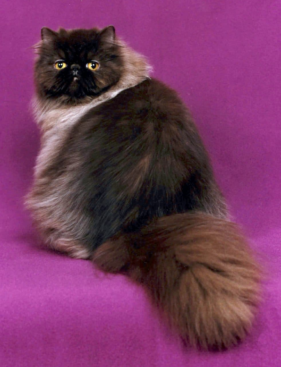 Gato persa joven