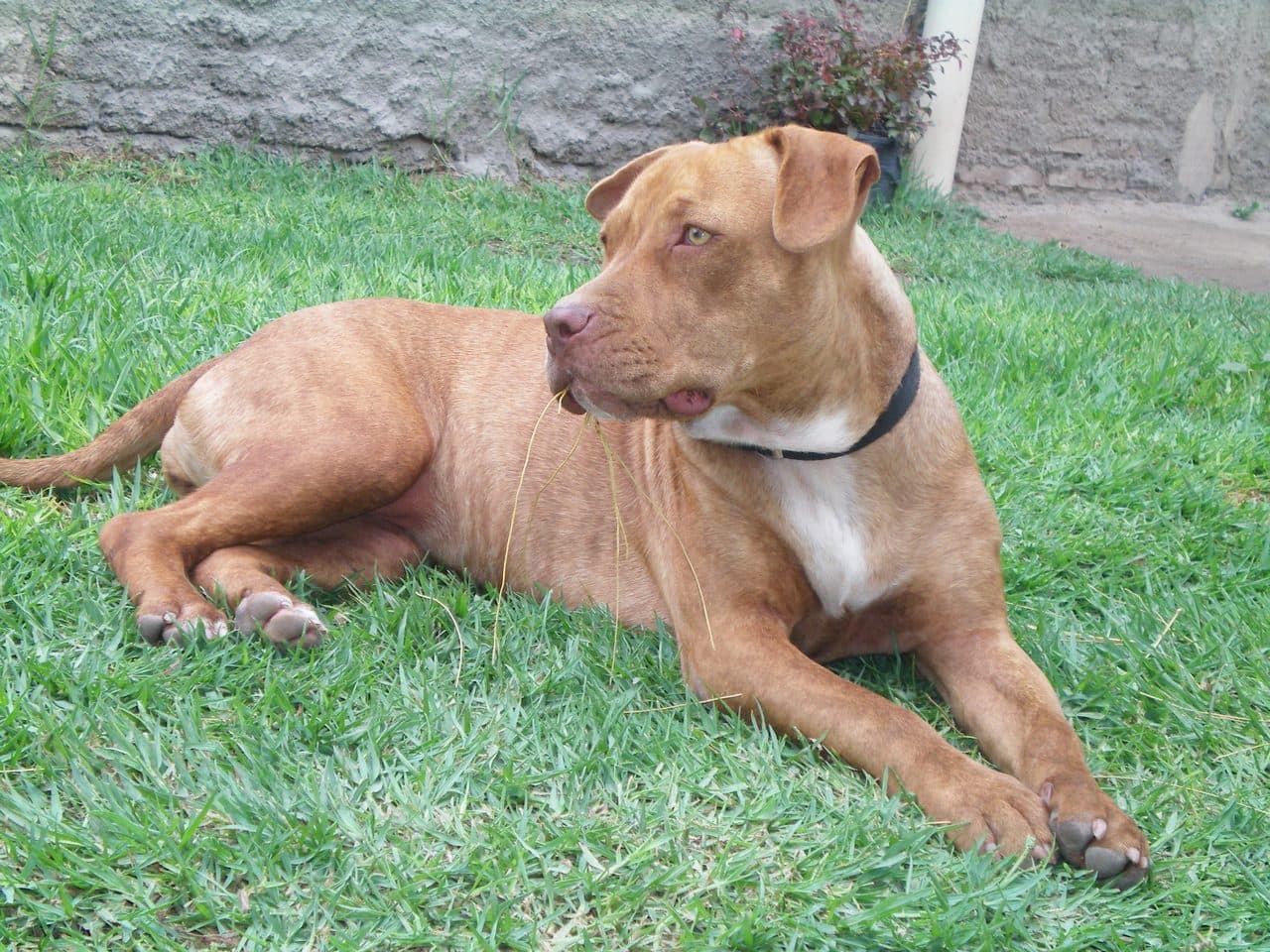 Pit Bull Terrier