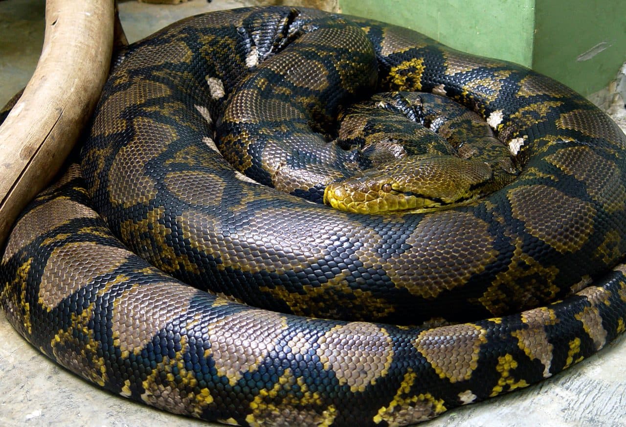 Pitón Reticulada