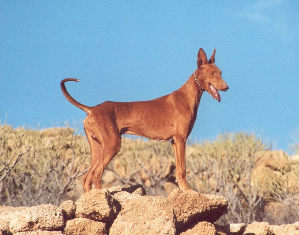 Podenco andaluz adulto