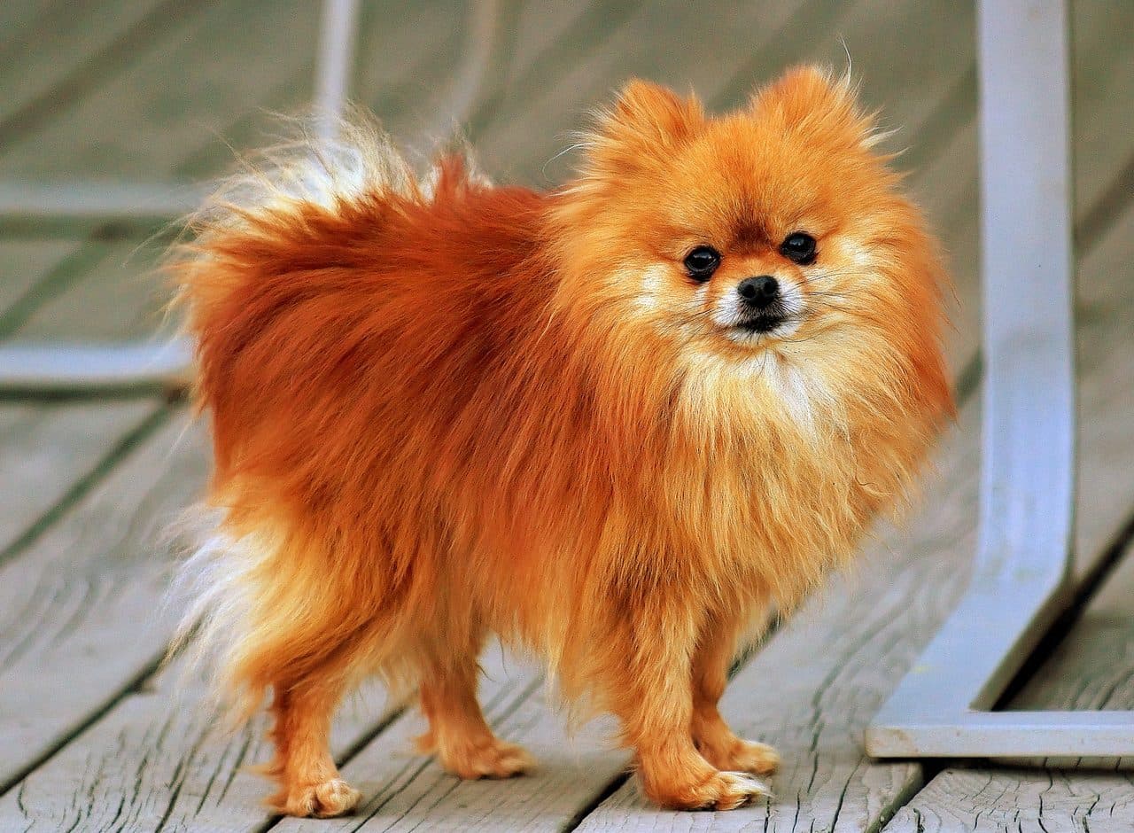 Pomerania adulto