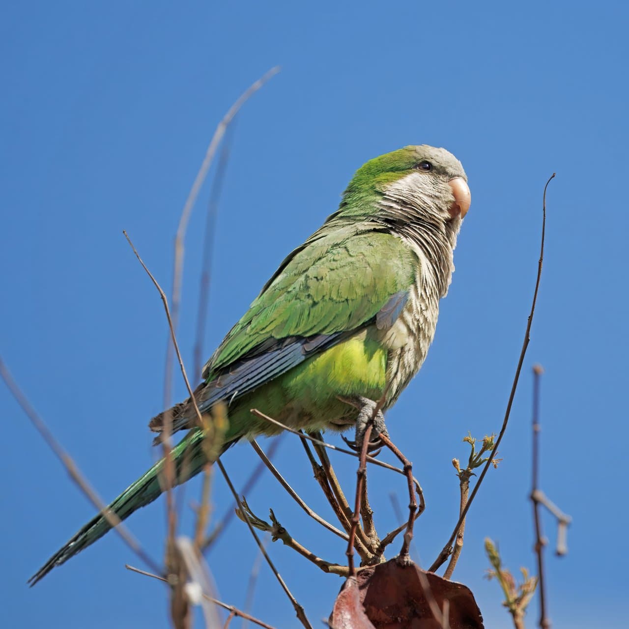 Quaker (Cotorra Monje)