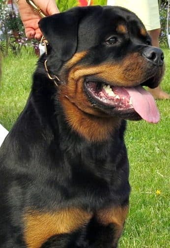 Rottweiler adulto