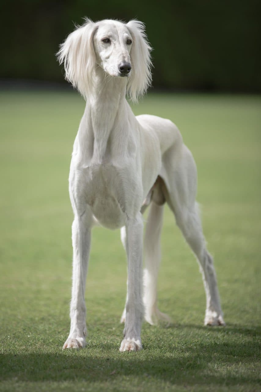 Saluki (Galgo Persa)