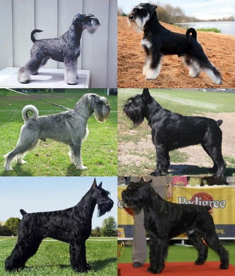 Schnauzer Mediano