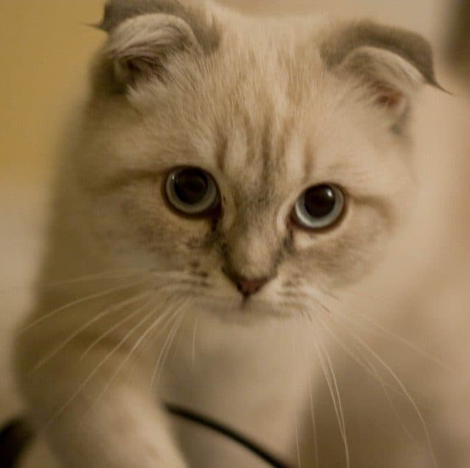 Scottish Fold