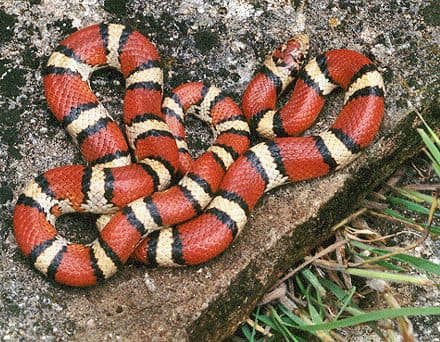 Serpiente de Leche