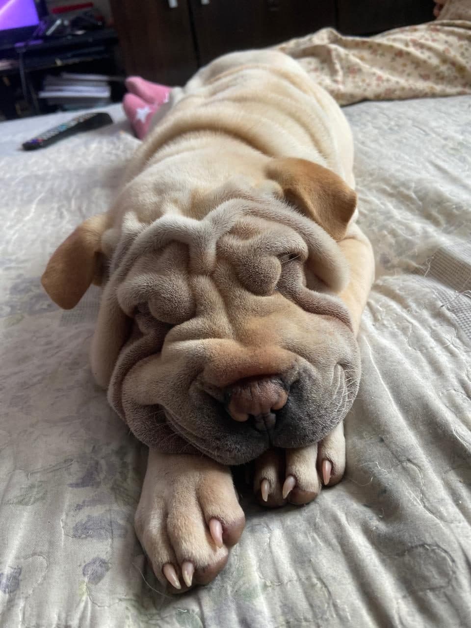 Shar Pei adulto