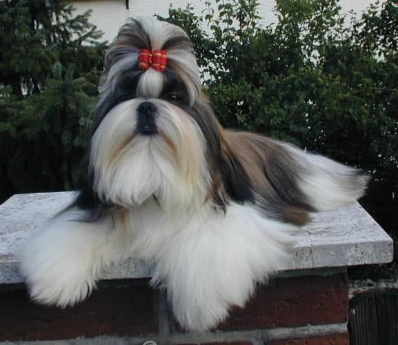 Shih Tzu adulto