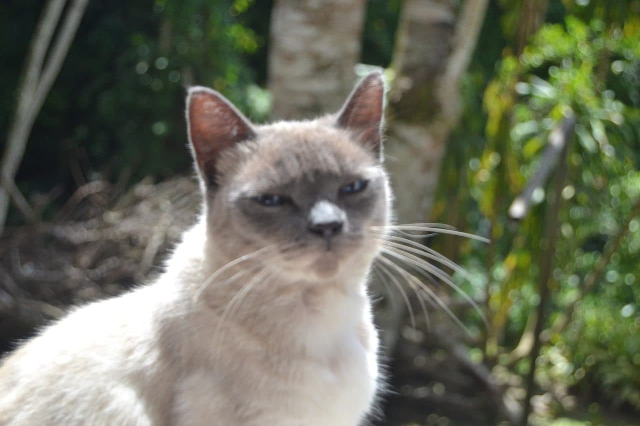 Gato siamés sealpoint