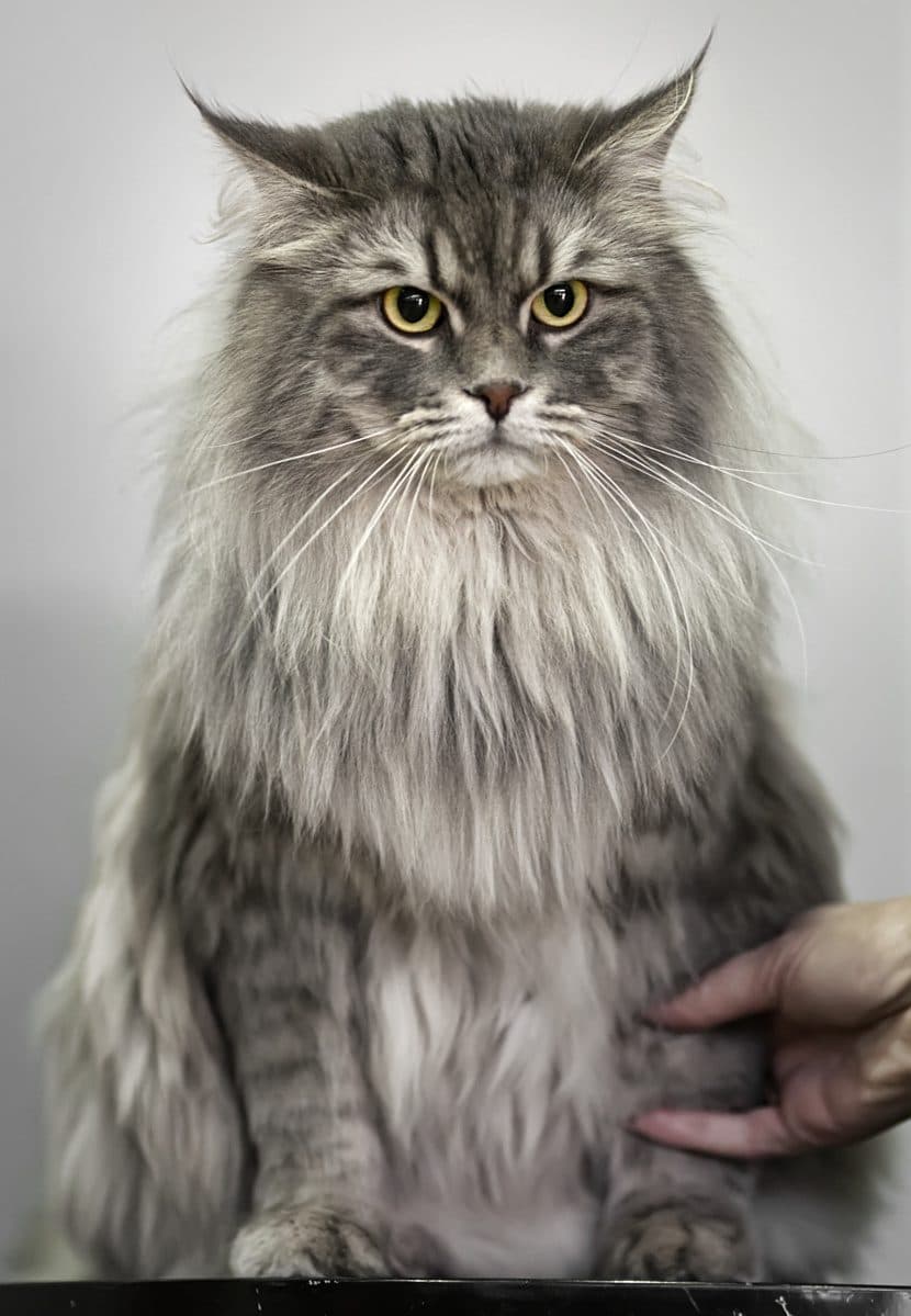 Siberiano