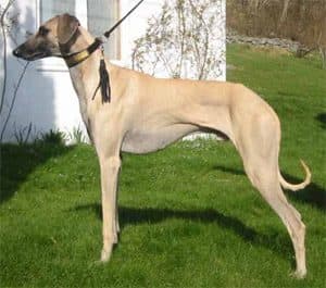 Sloughi (Galgo Árabe)