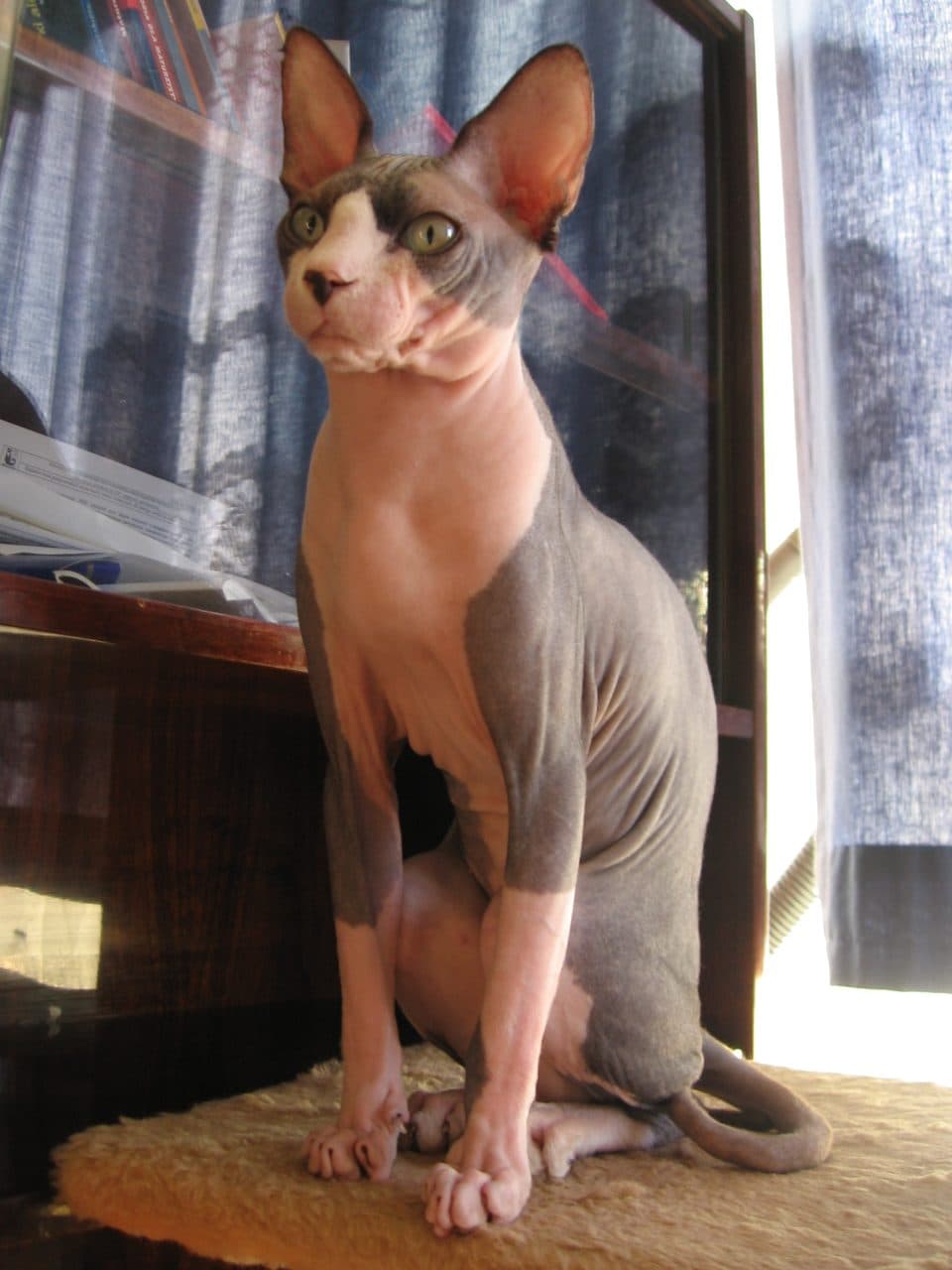 Sphynx (Esfinge)