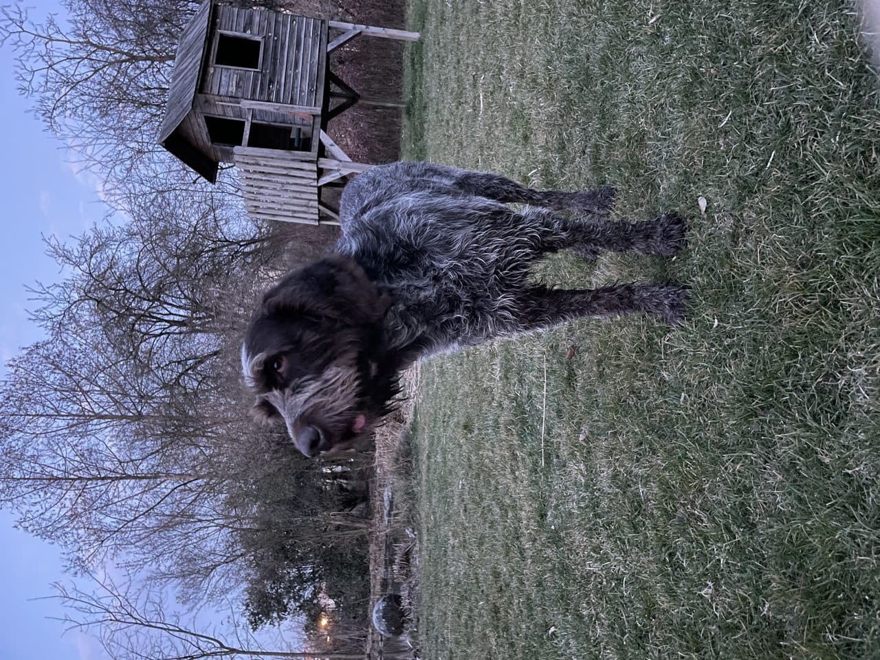 Spinone Italiano