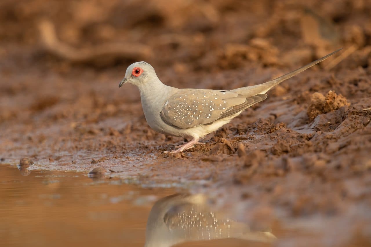 Tórtola Diamante