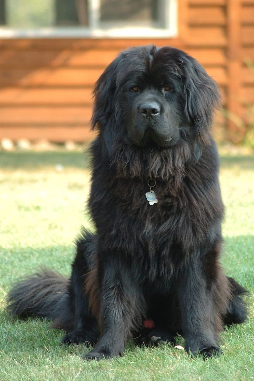 Terranova (Newfoundland)