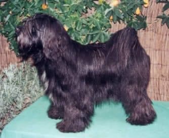 Tibetan Terrier