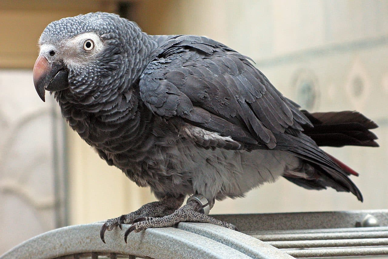 Loro Timneh (Timneh African Grey)