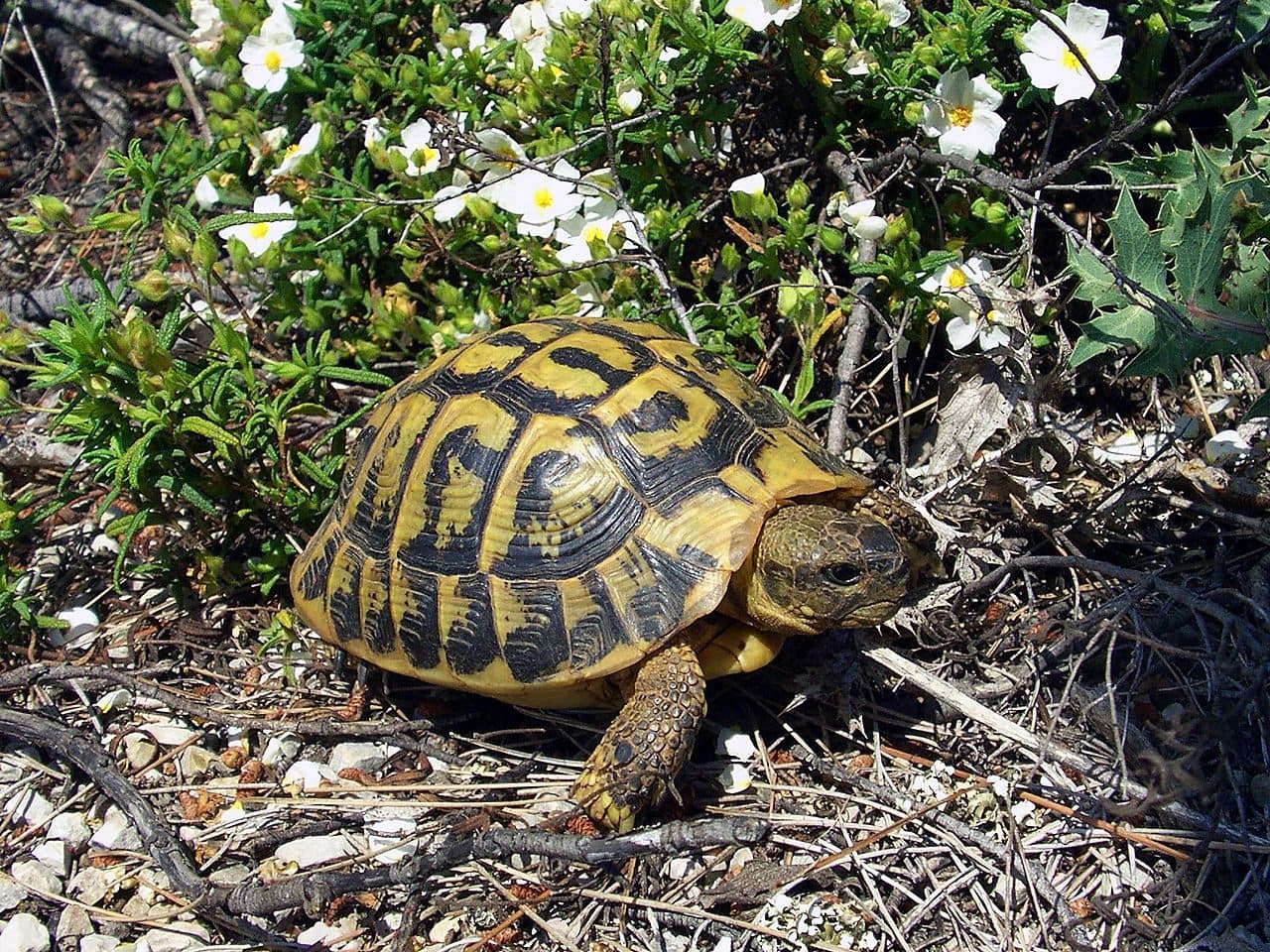 Tortuga Mediterránea (Testudo hermanni)