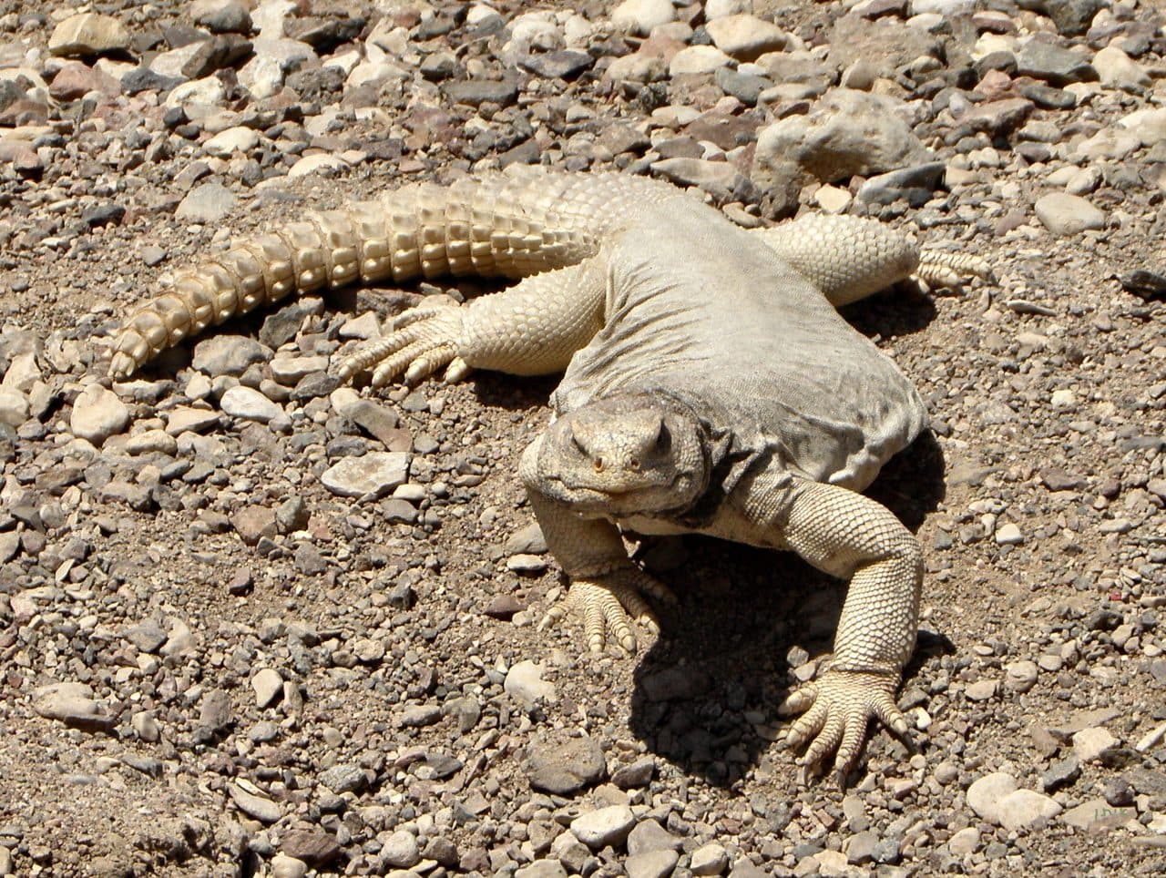 Uromastix