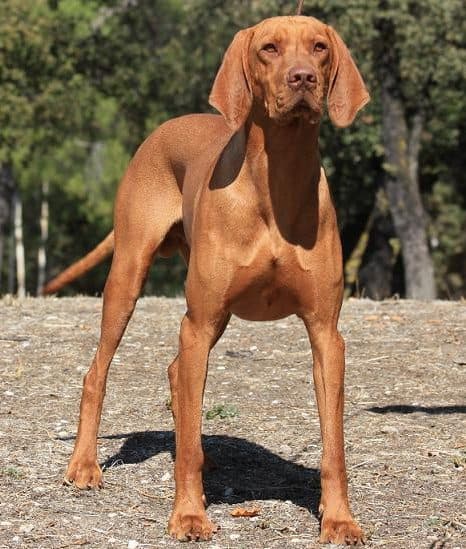 Vizsla (Braco Húngaro)