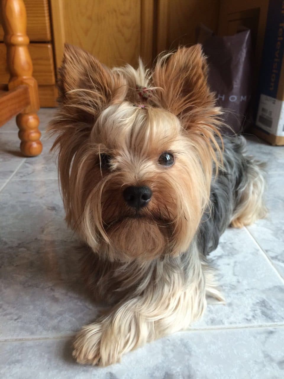 Yorkshire Terrier adulto