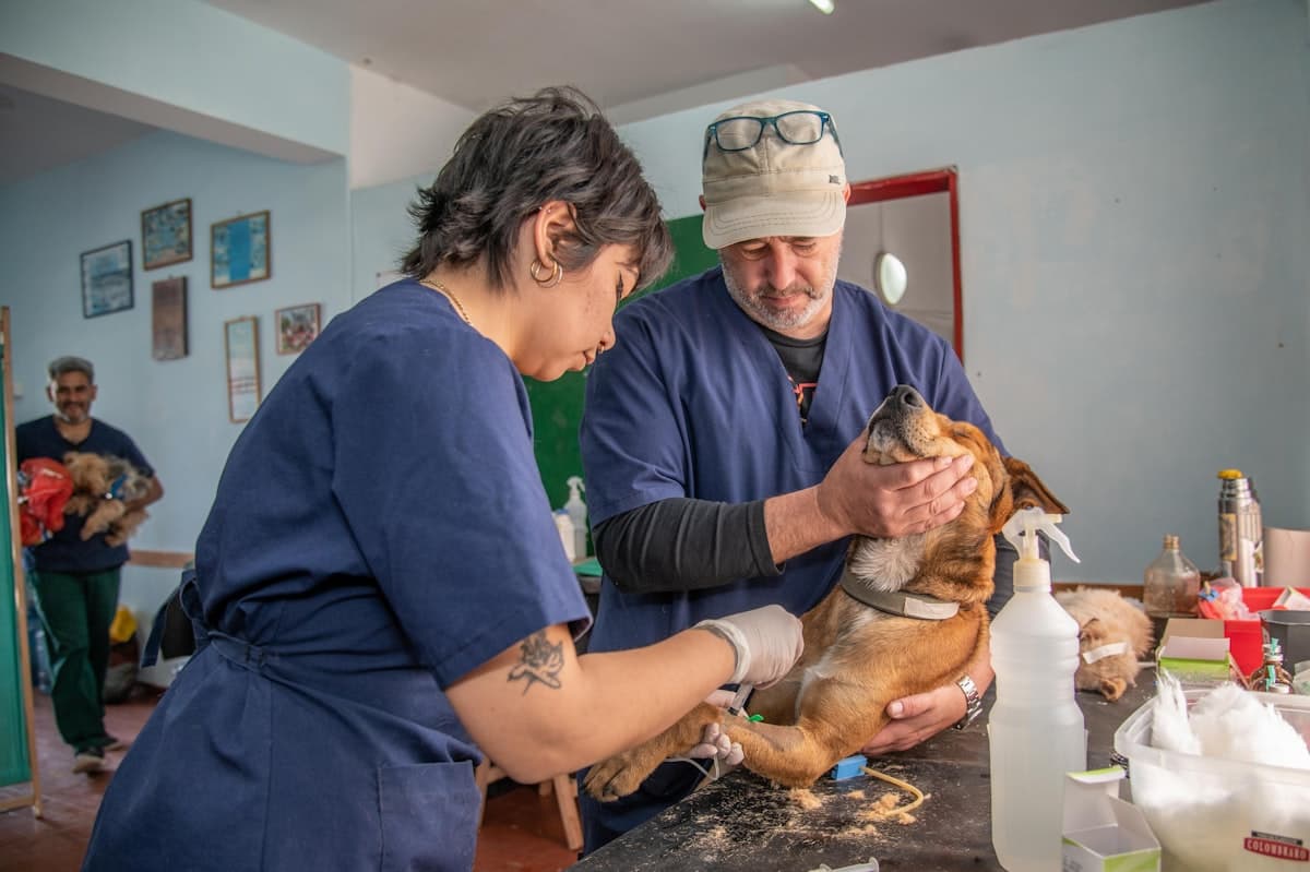 Veterinaria atendiendo a un perro: el historial llega ya escrito